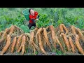 Download Lagu Harvesting Cassava Roots To Sell At The Market - Make Cassava Cake | Hanna Daily Life