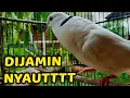 Download Lagu SUARA BURUNG PUTER PELUNG COKLAT GACOR DOR SUARA BIKIN MERINDING PUTER LAIN