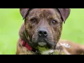 10 Things You Need to Know About Brindle Pit Bulls