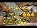 sp piyik BJA birahi link download ada di deskripsi