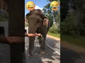 Lagu 😀😀அட...சீ இதுக்குதான் இந்த.... #elephant mind voice #viral#funny#comedy #shortsfeed #anmals #shorts