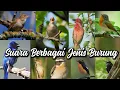 Lagu SUARA BERBAGAI JENIS BURUNG DI ALAM LIAR