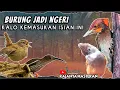 Download Lagu MASTERAN BURUNG FULL TEMBAKAN KASAR || ISIAN INI BIKIN BURUNG JADI NGERI
