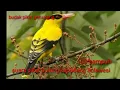 Download Lagu suara pikat burung kepodang Sulawesi tengah.... ampuh