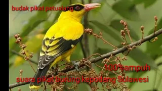 Download suara pikat burung kepodang Sulawesi tengah.... ampuh MP3