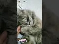 Lagu Malu-malu kucing🐈