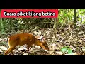 Suara Pikat Ampuh Kijang Betina Memanggil Jantan - Suara Kijang Betina - Suara Kijang - Suara Rusa