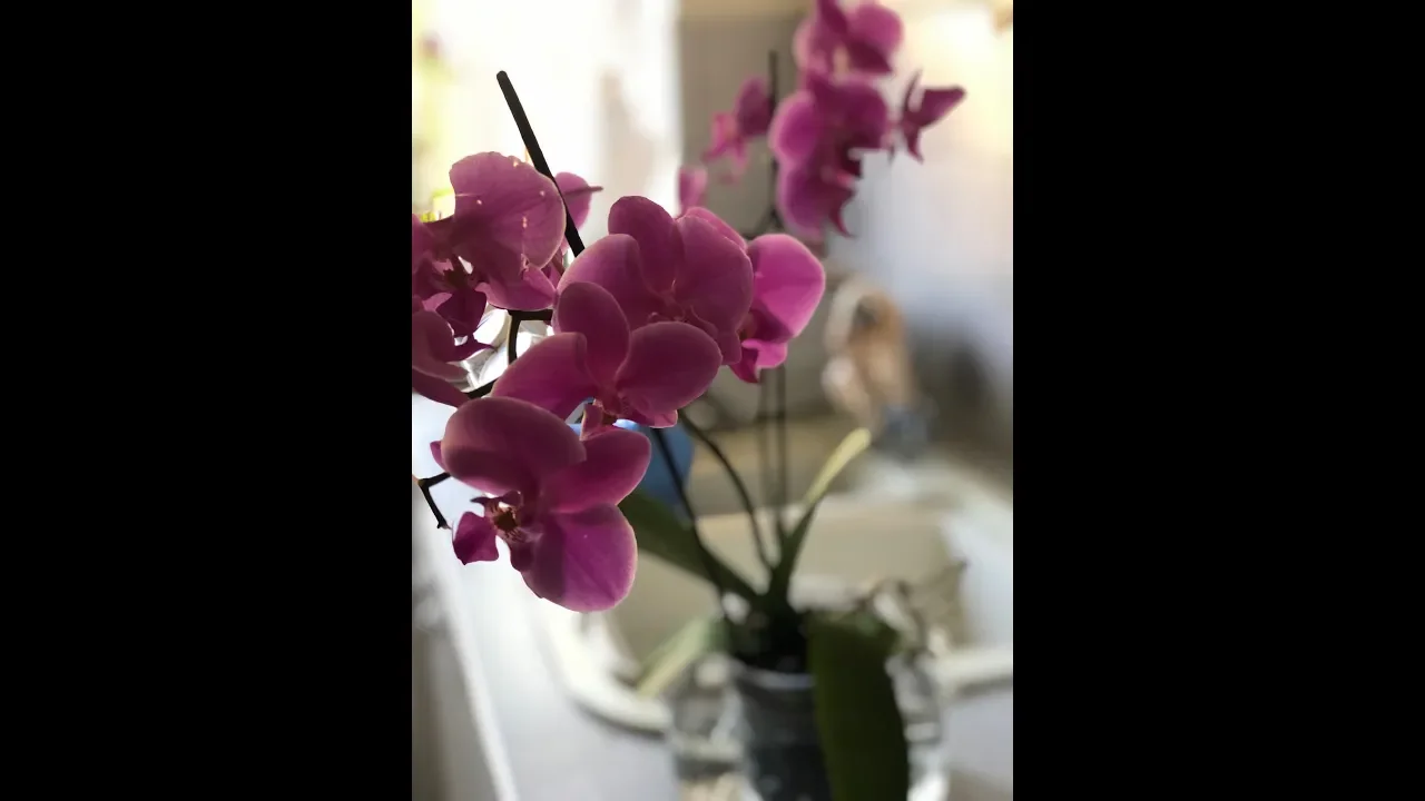COMO CUIDAR ORQUÍDEAS, GUÍA BÁSICA PARA EL CUIDADO DE ORQUÍDEAS PHALAENOPSIS