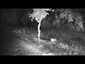 Coyote chasing a gray fox up from the dry creek bed