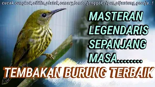 Download Masteran Lengendaris Tembakan Burung Terbaik Lomba Selalu Idaman Juri MP3