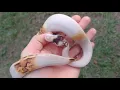 Crazy Paradox Ball python here at Olympian exotics