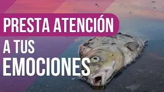 What does it mean to dream about dead fish