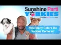 How Many Colors Do Parti Yorkies Come in The Most Popular and Rare Colors