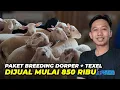 Download Lagu Harga Domba Texel \u0026 Dorper Paket Breeding Mulai 850 Rb