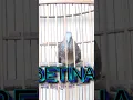 Download Lagu PERKUTUT BANGKOK SUARA BETINA