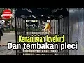 Download Lagu KENARI ISIAN LOVEBIRD DAN NEMBAK PLECI