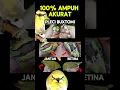 Download Lagu Ciri ciri pleci buxtoni jantan dan betina 100% akurat #pleci #plecibuxtomi