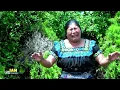 Download Lagu Martina fuentes Alas de paloma