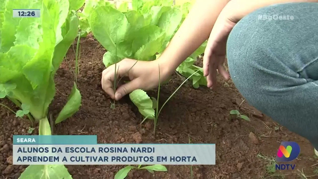 Alunos de escola em Seara aprendem a cultivar produtos em horta