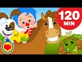 Download Lagu 🐎 Como Os Animaizinhos 🐱 - E Mais Canções Para Crianças (120 Min) ♫ Um Herói do Coração