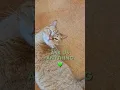 Is FIV a Death Sentence for Cats