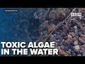 Toxic algae in Columbia River prompts health warning in Tri-Cities