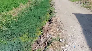 بدأنا موسم النسيله دندنها