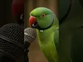 Download Lagu Parrot during tilawat#quran #tilawat #viral #voice #parrot #mashallah#video