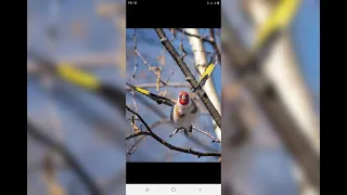 تغريد الشلف حمليل 2  تغريد الشلف حمليل 2