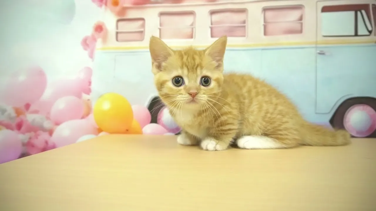 動画