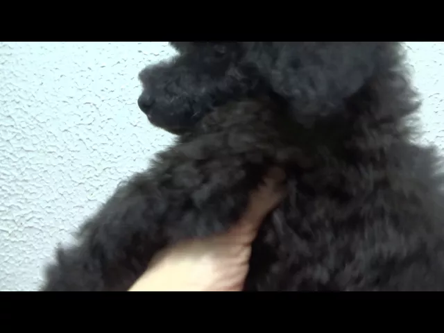 動画