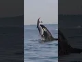 Download Lagu Killer Whales will never be denied! Amazing clip from Gone Whale Watching in San Diego! #orca