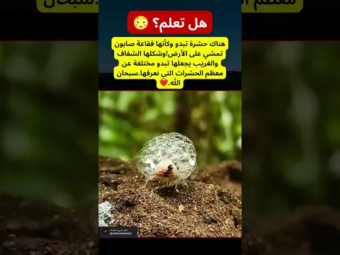 هل تعلم؟ 😳 هناك حشرة تبدو وكأنها فقاعة صابون تمشي !