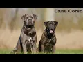 Cane Corso Bite Force