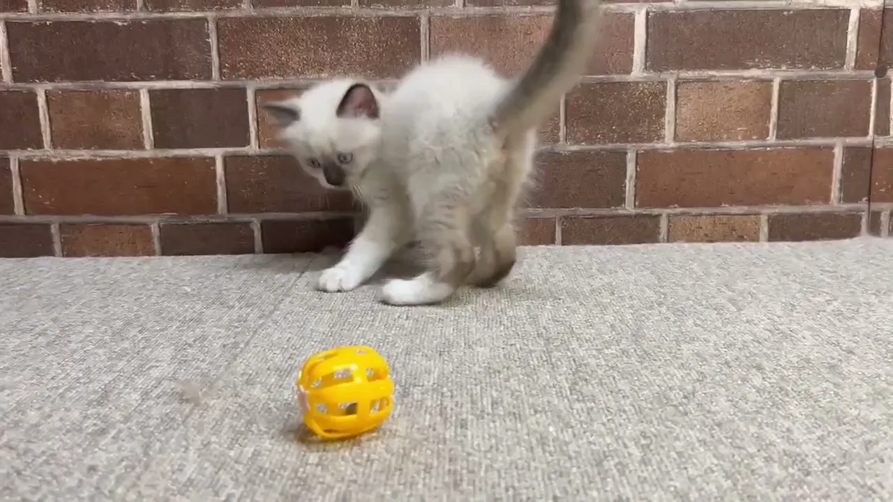 動画