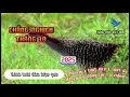 Download Lagu Tiếng chim chằng nghịch tháng 10 lưới đêm hiệu quả / TIẾNG CHIM Việt Nam