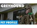 Greyhound Pet Profile Bondi Vet