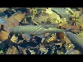 Alex de Grassi - Blue Trout
