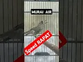 Download Lagu masteran burung MURAI AIR GACOR