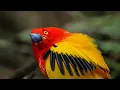 Download Lagu Unbelievable Bird Behaviours | BBC Earth