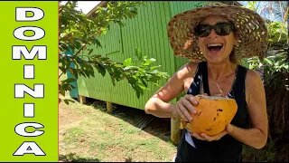 Why You Should Sail to DOMINICA Right Now! E101