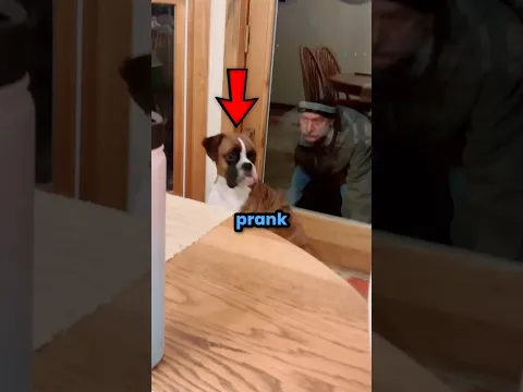 Never Prank Your Dogs 🐕