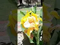 Download Lagu Canna lilies, #shorts.
