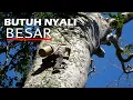 Download Lagu CARA SEDERHANA PROSES PANEN MADU LEBAH HUTAN | HONEY COMB | WILD HONEY HARVESTING