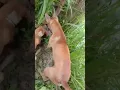 Download Lagu anjing vs garangan