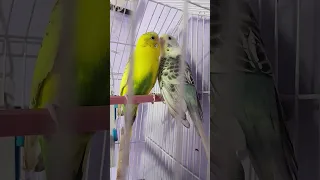 تغريد طيور البادجي طائر الحب 