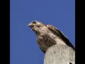 Powerful Red-shouldered Hawk Call