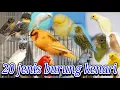 Download Lagu Inilah 20 jenis burung kenari terlengkap,yang perlu anda ketahui||bahas lengkap||