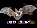 Bats Sound Bat call sounds