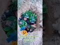 Download Lagu Nepal Army Commando \u0026 Ranger Training in Guerrilla/Fox Whole(Trench) Gorkhali Power  #ytshorts